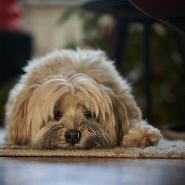 Hund in Wartestellung